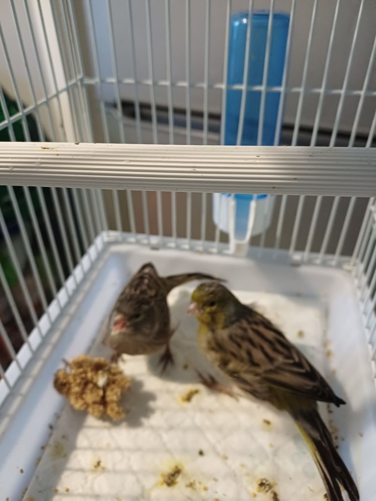 Budgies,canarys