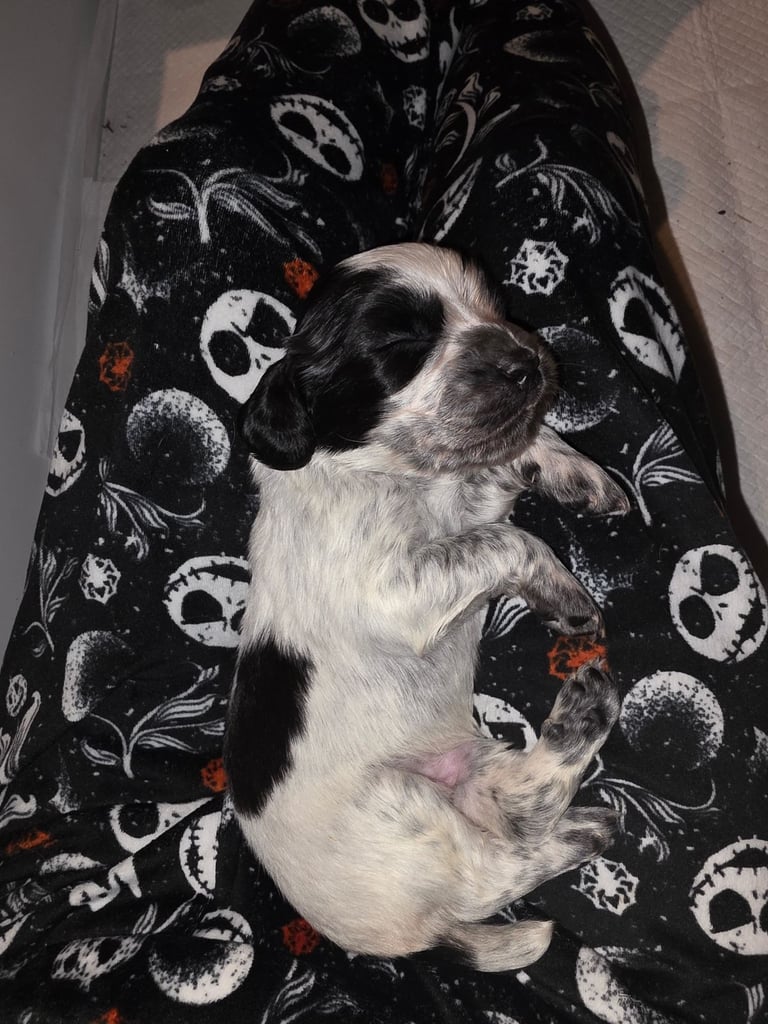 Cocker spaniel puppys