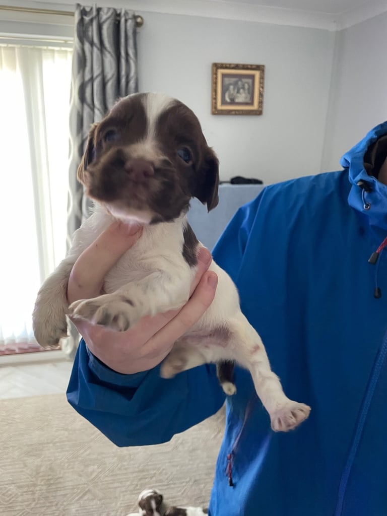 Springer spaniels for sale