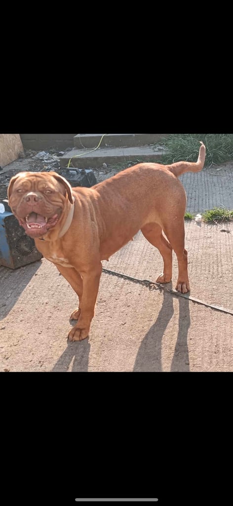 image for Dogue de Bordeaux 