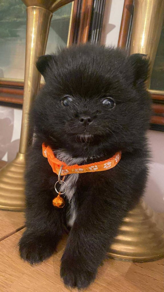 Pomeranian puppies - AVAILABLE 