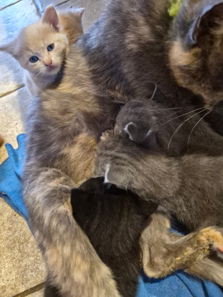 Gorgeous kittens for forever homes