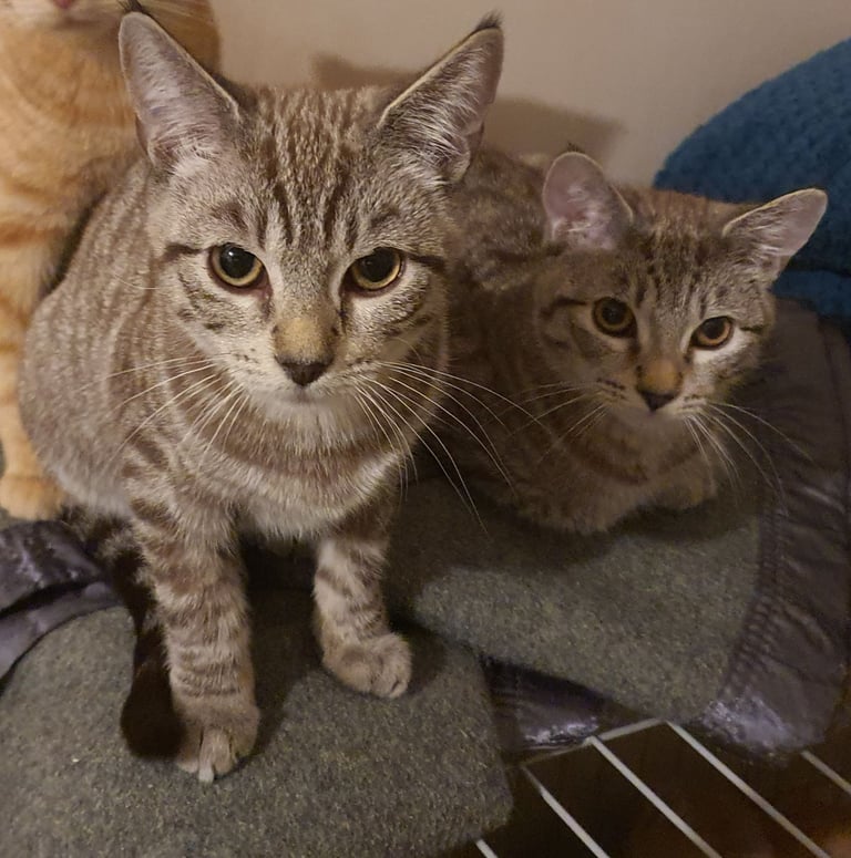 RESCUE KITTENS looking for their forever home