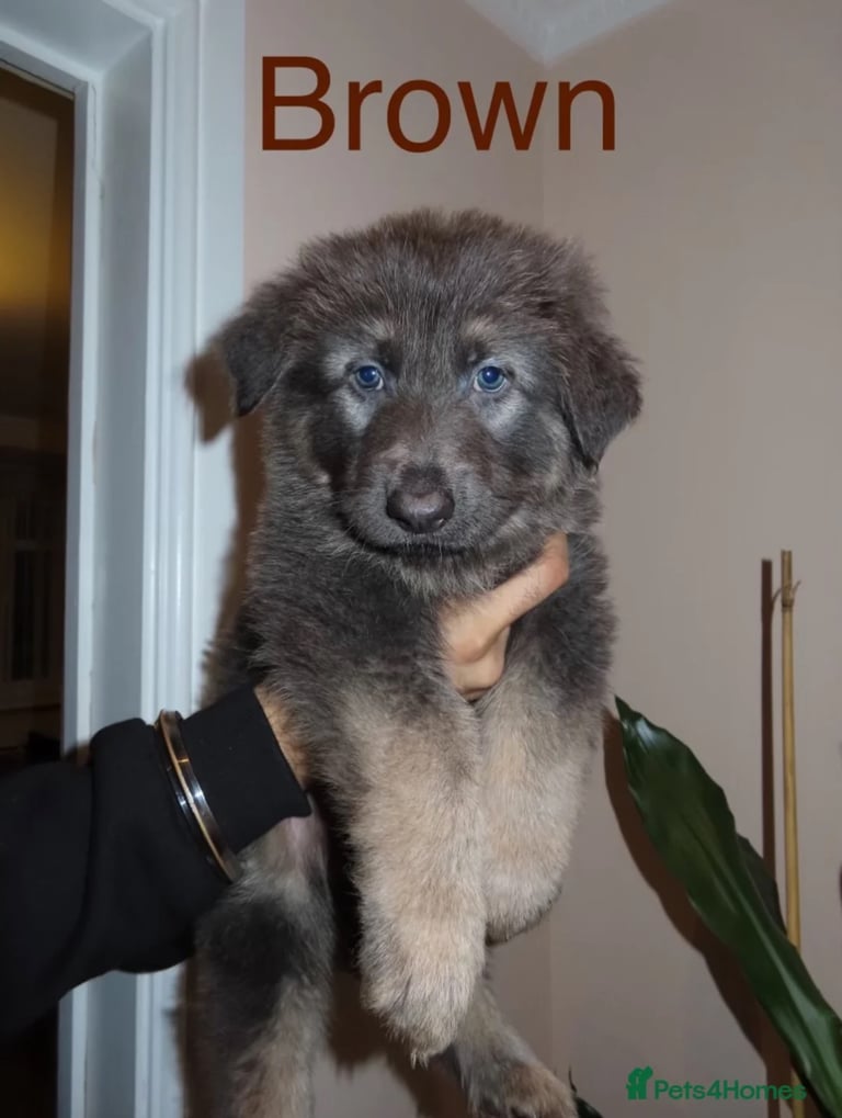 *READY* RARE BLUE/BLACK KC REG GSD PUPS 💙 🐾