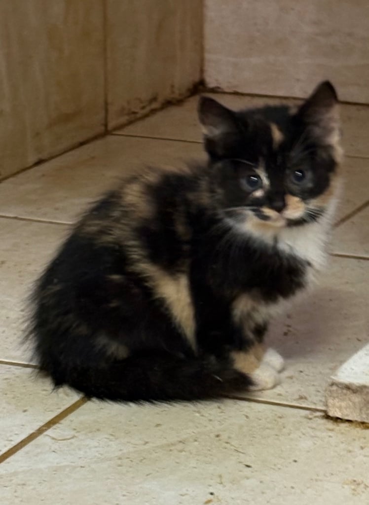 Kittens ready now 