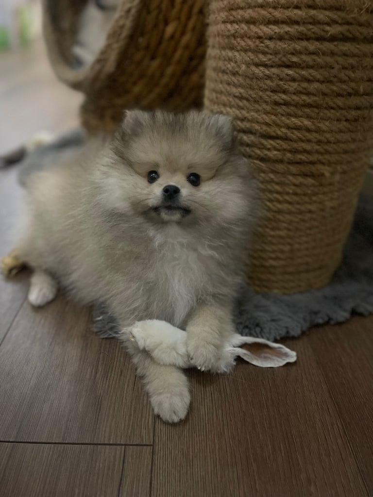 Pomeranian KC Registered puppies