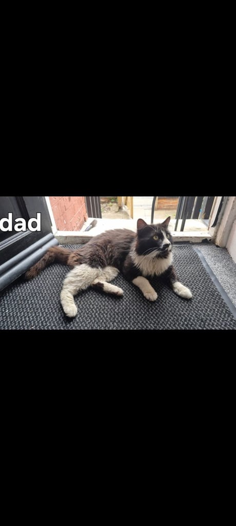 Kittens for sale 