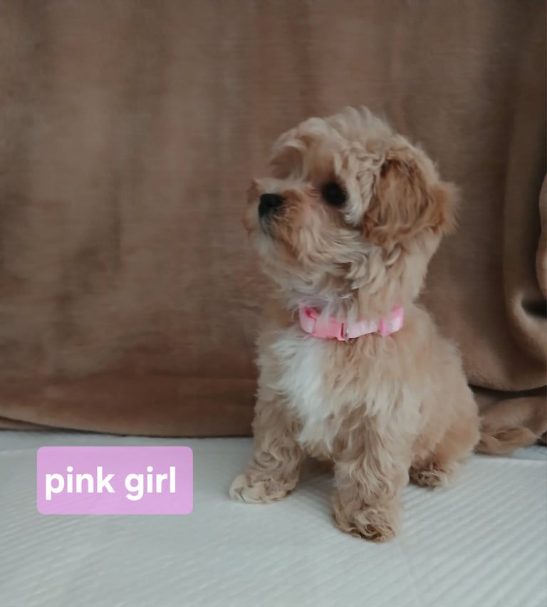 Stunning maltipoo pups 