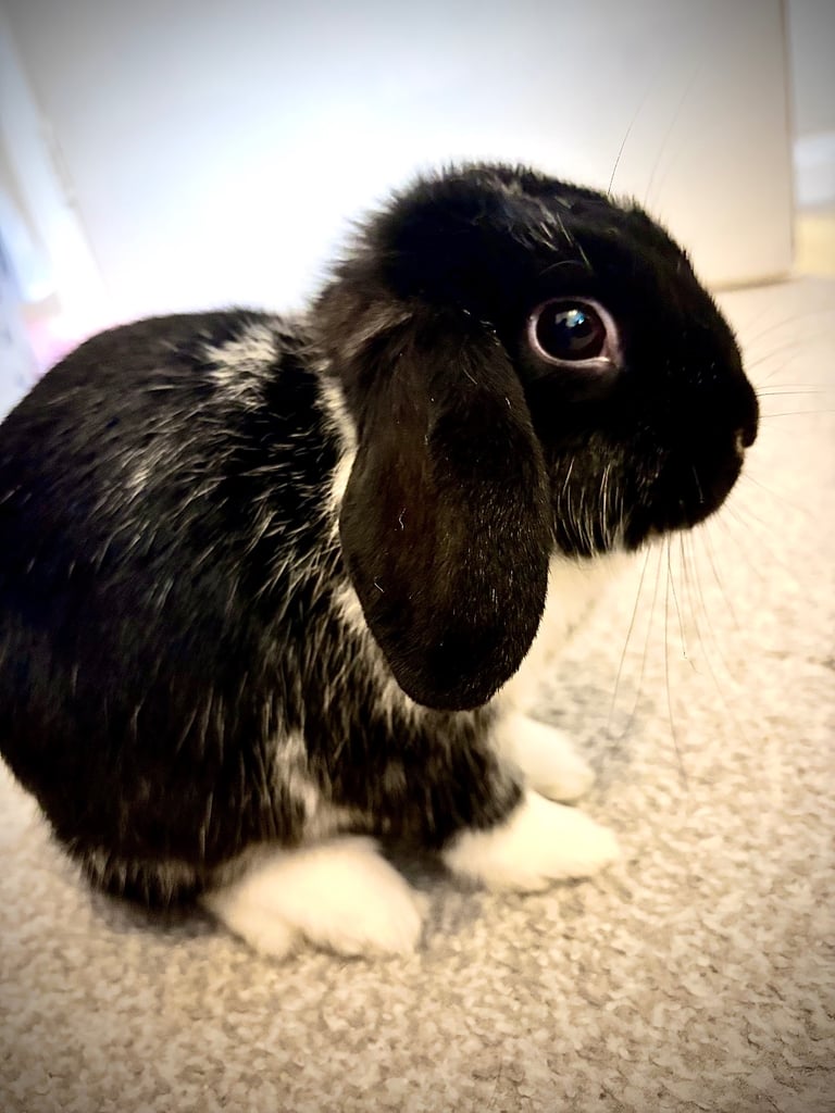 Beautiful Black & White Rabbit 