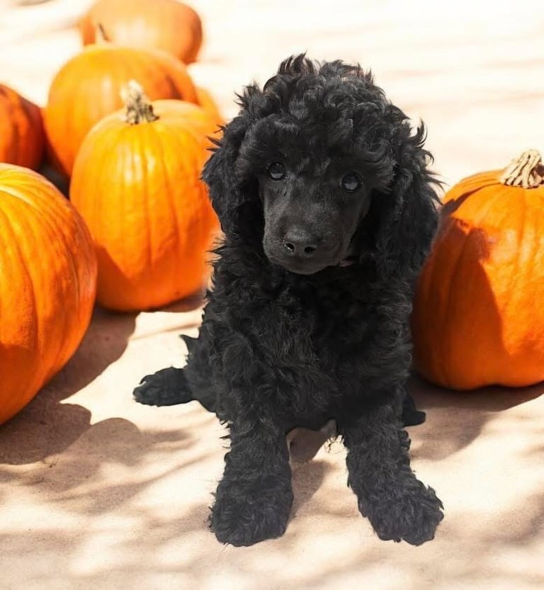 Miniature Poodle - Ready Now 