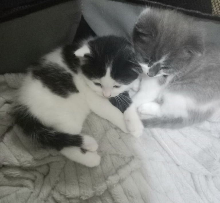Kittens for sale