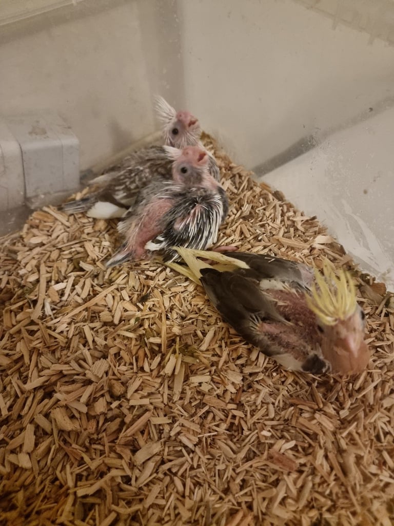 Ready in 4 weeks  silly tame hand reared cockatiels