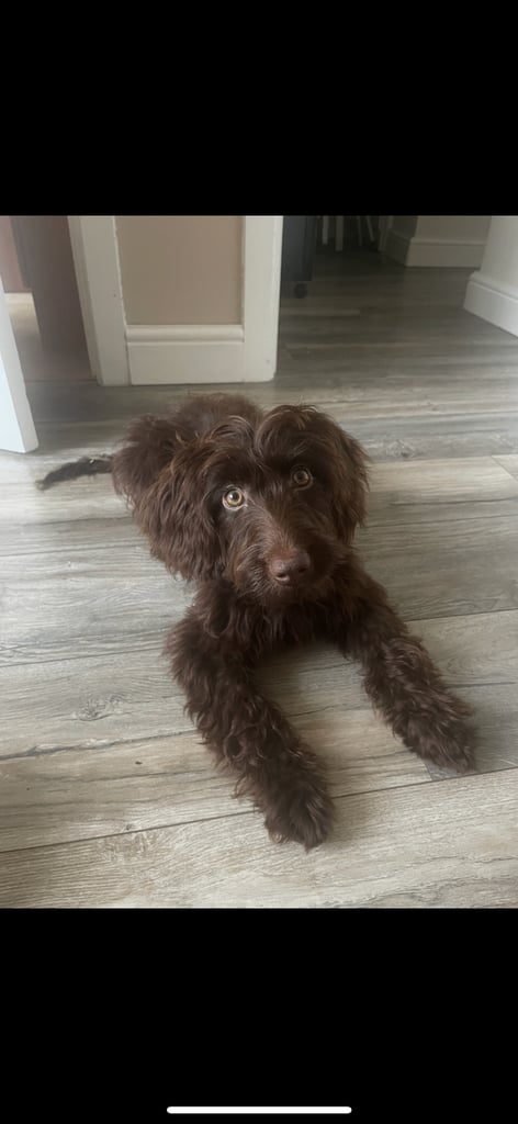 Cockapoo pup