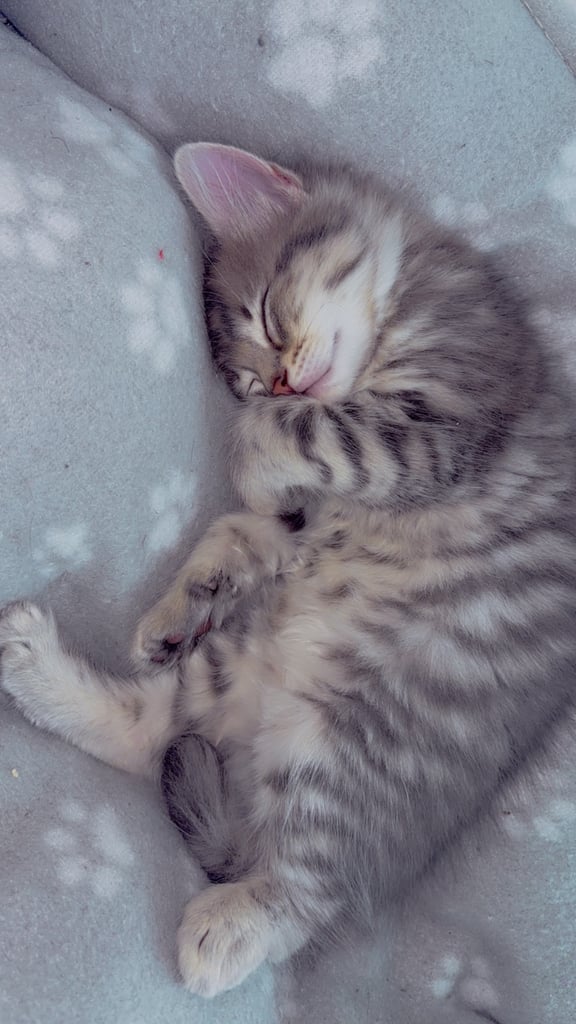 2 kittens looking for forever home 