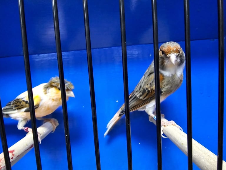 Colour canaries birds 