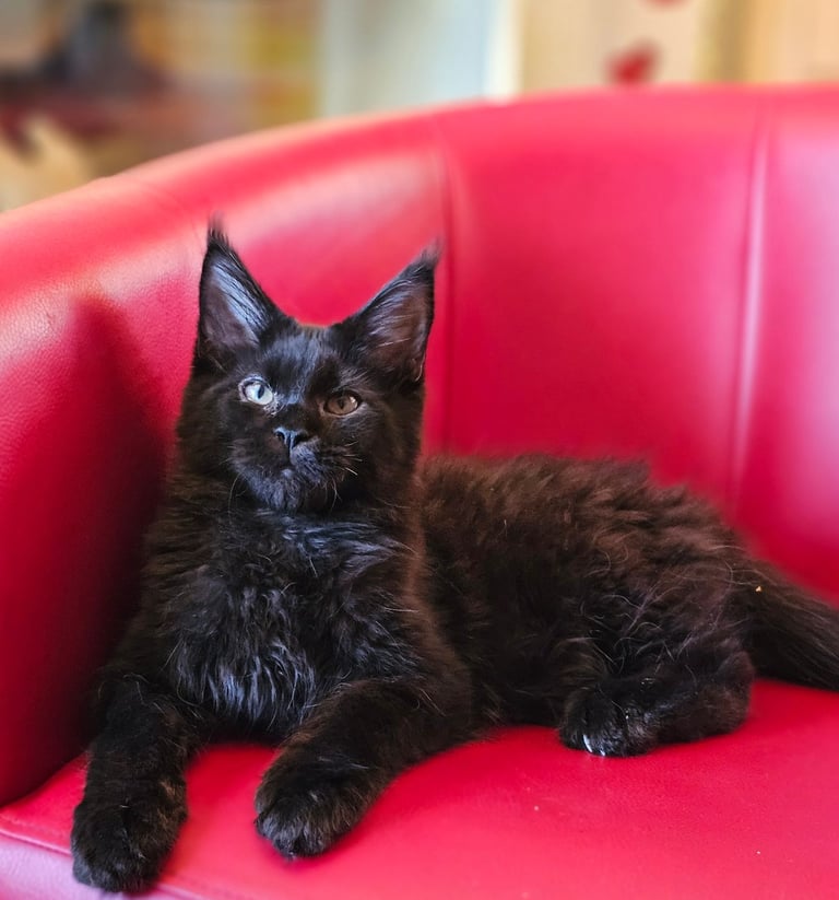 image for Last one Black girl 😻😻😻Maine Coon kittens 