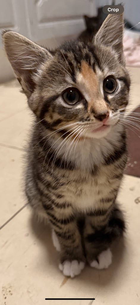 Kittens ready for forever home