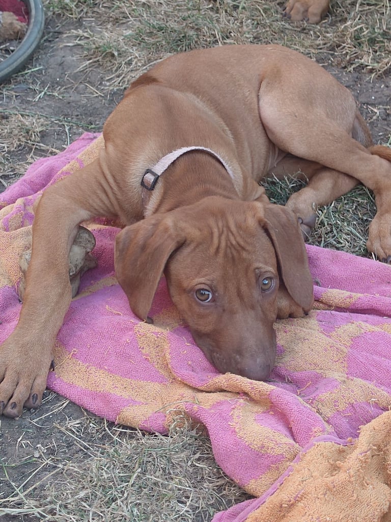 Rhodesian Ridgebacks 