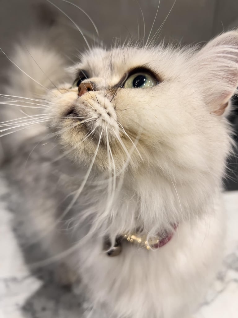 Beautiful Female Chinchilla Persian Cat – ‼️‼️NOW SOLD‼️‼️ 