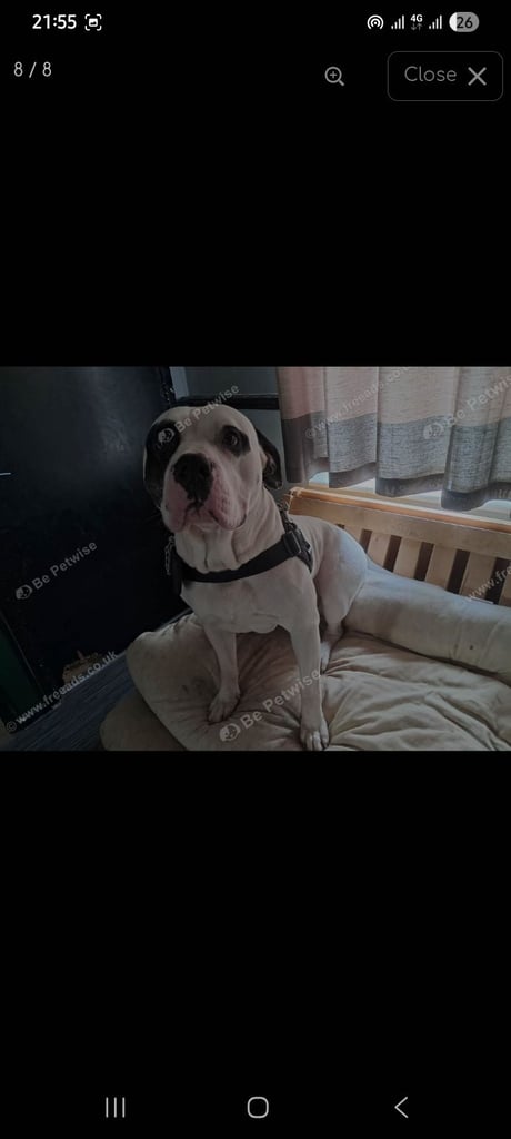 Need to re home my beautiful American bulldog in Leighton Buzzard