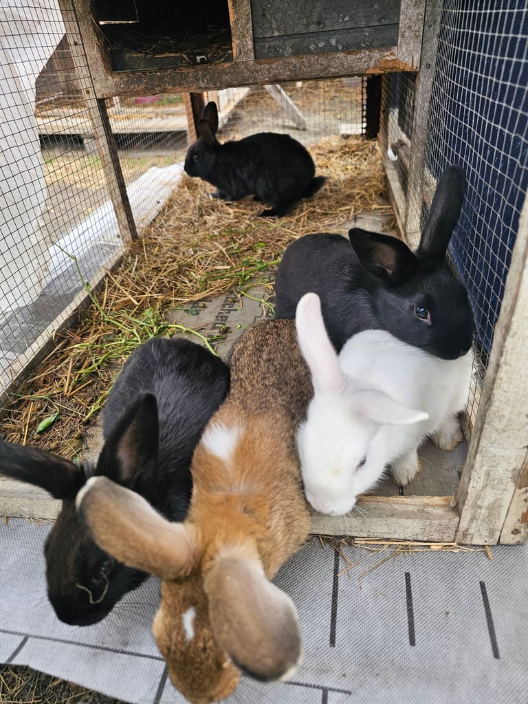 Rabbits for sale