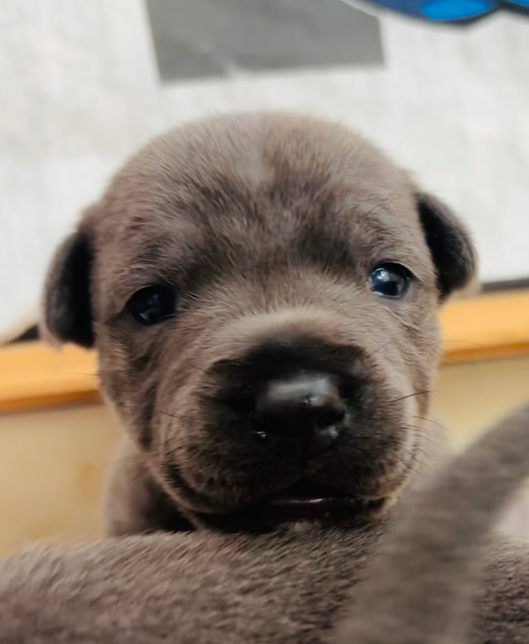 KC Registered Blue Staffy Puppies