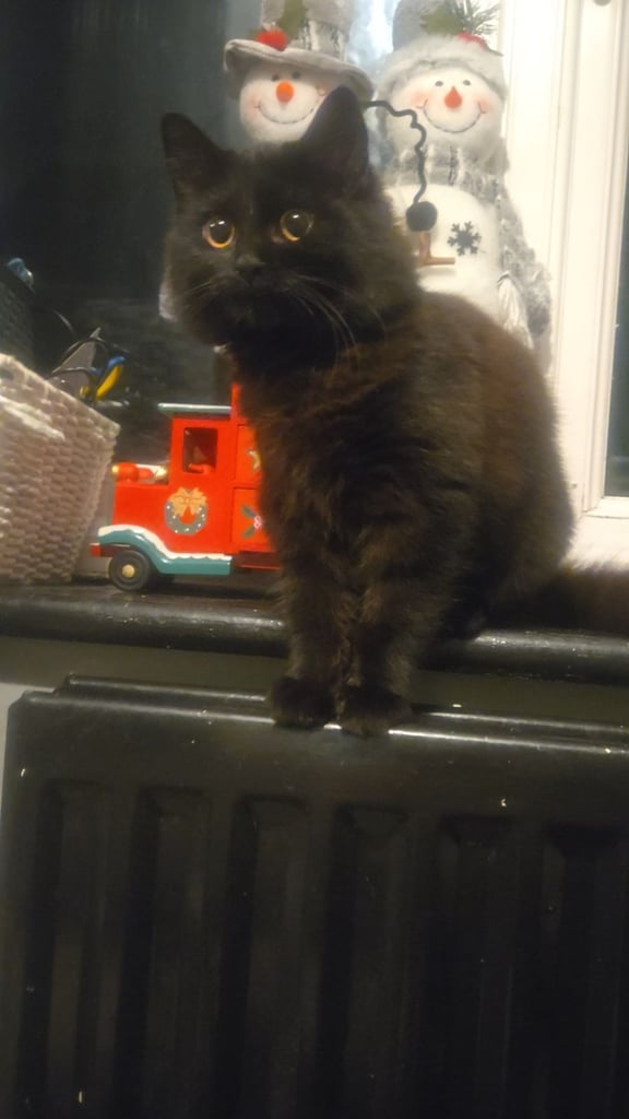 image for Maine coon 