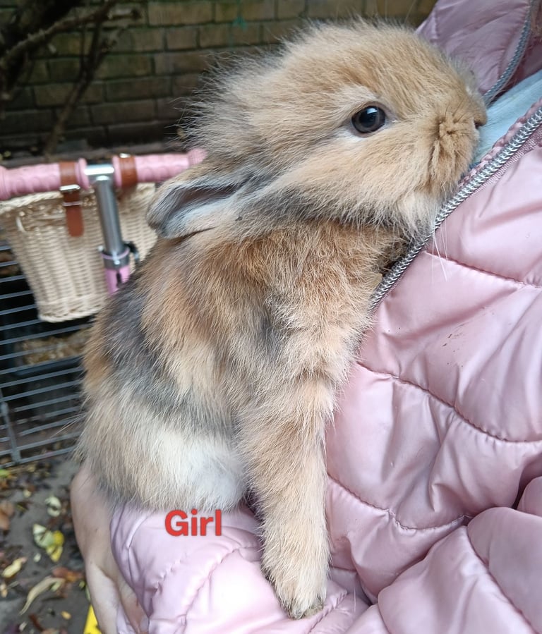 Beautiful baby rabbits 
