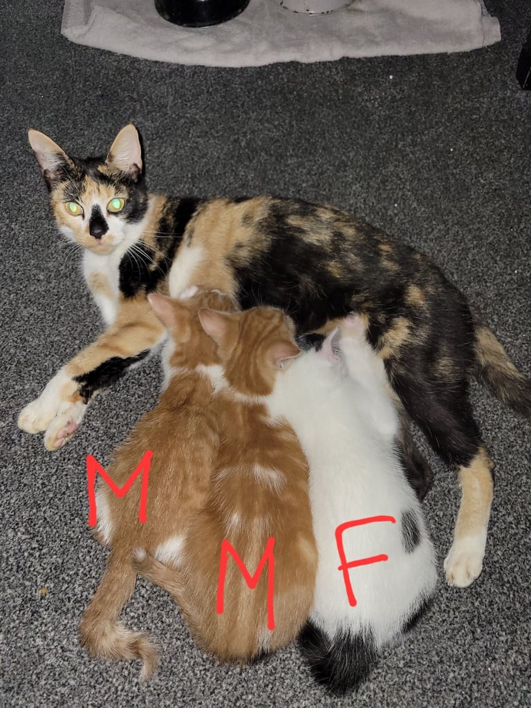 6 beautiful kittens, 9 weeks old