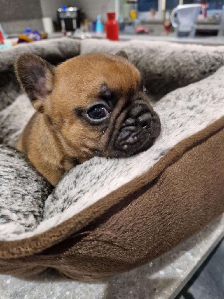 Full pedigree French bulldog puppies