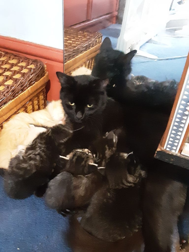 Playful Kittens for sale, from 35.00 pounds. 