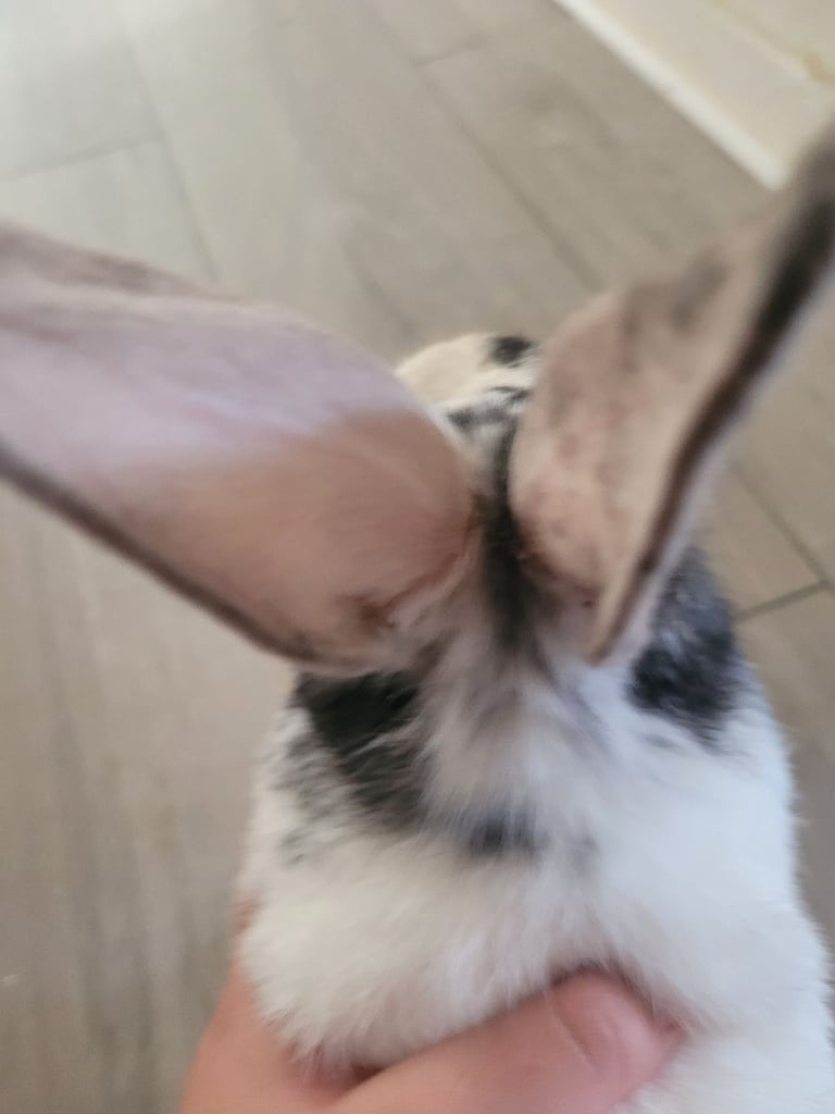 Black and white bunny 