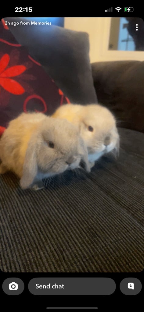 image for Mini lop Bunny Rabbits