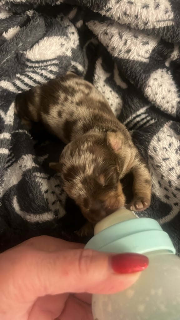 Dachshund baby boy