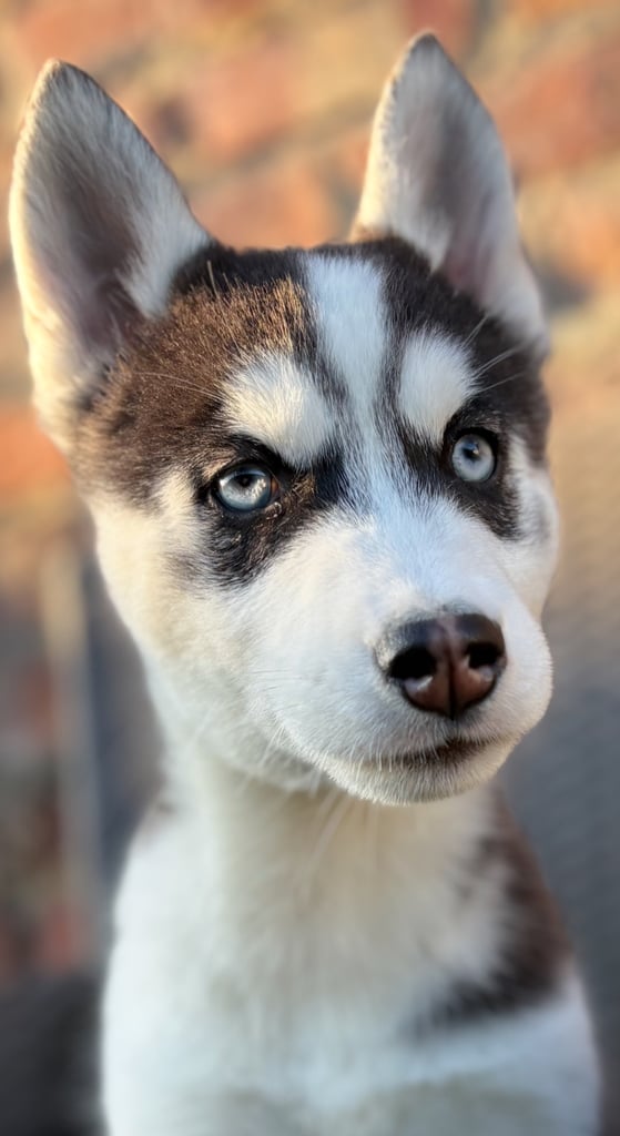 Siberian husky puppies 