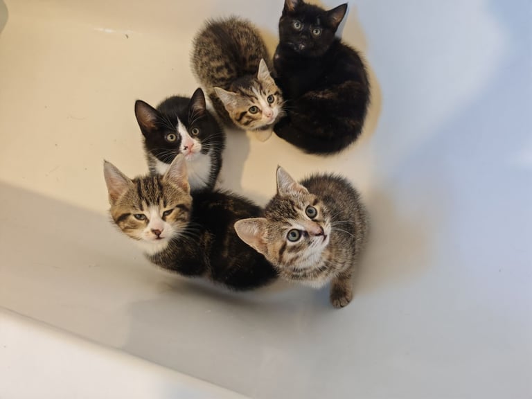Kittens (1 boy, 4 girls)