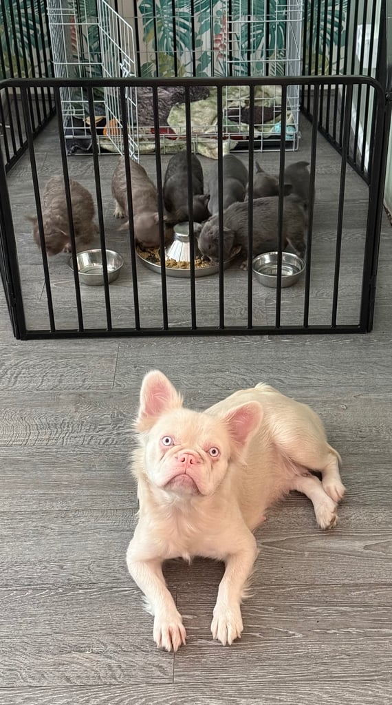 French bull dog puppies 