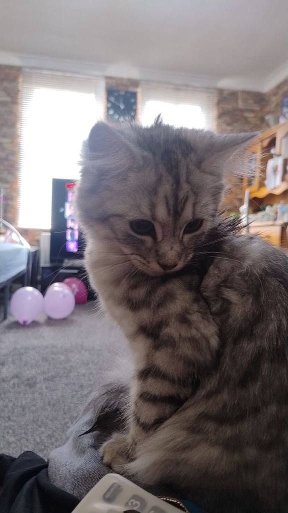 Rare chinchilla Persian Two Kittens And 18 Months Old Maine Coon Female Cat