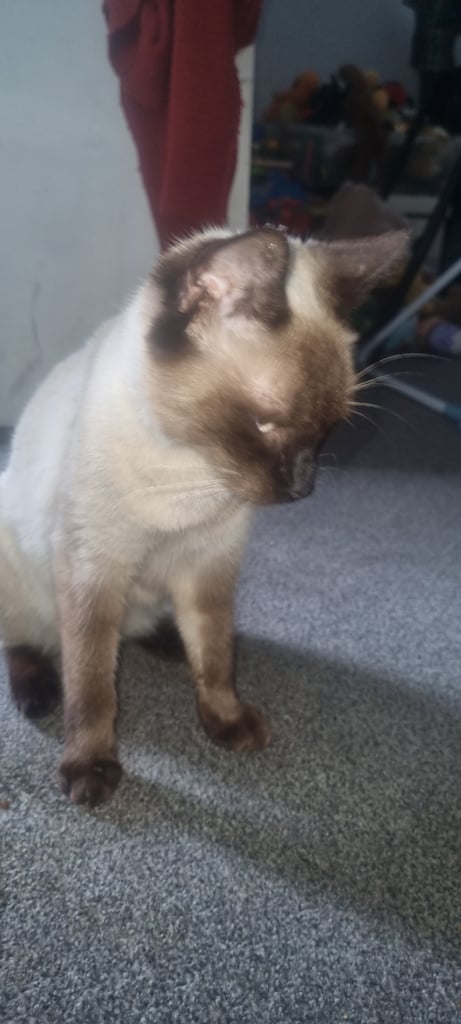8 WEEK OLD FURR BABIES LOOKING FOR FOREVER HOMES
