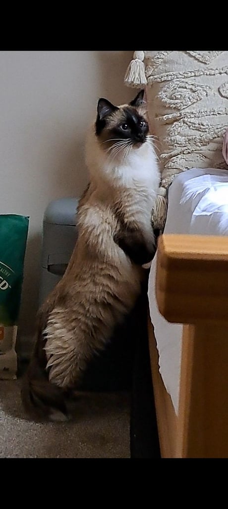 Ragdoll with Full Starter Kit