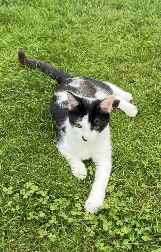image for Kitten