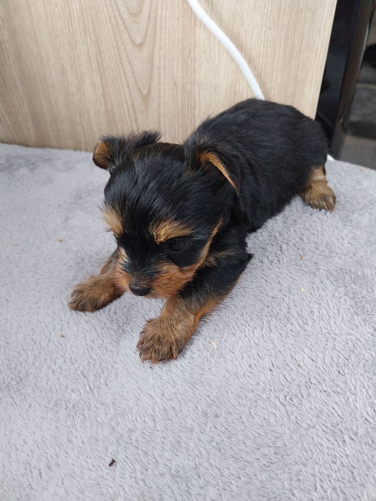 2 Yorkshire terror puppies 