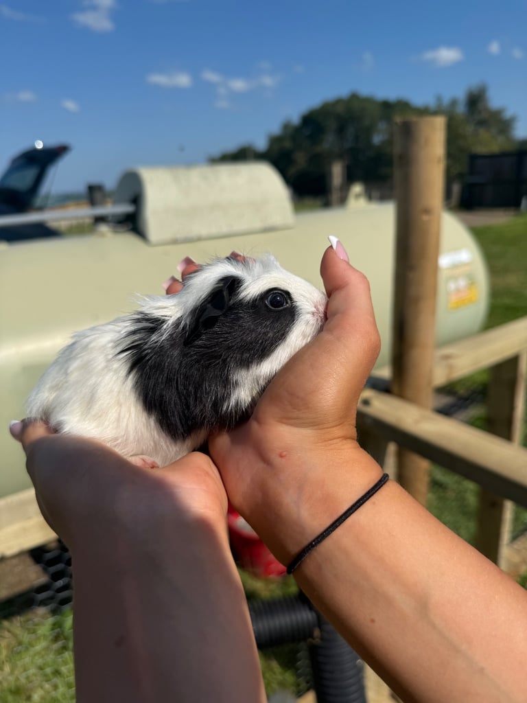 Male guinea pigs