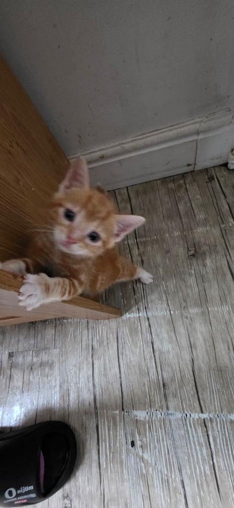 image for Kittens 