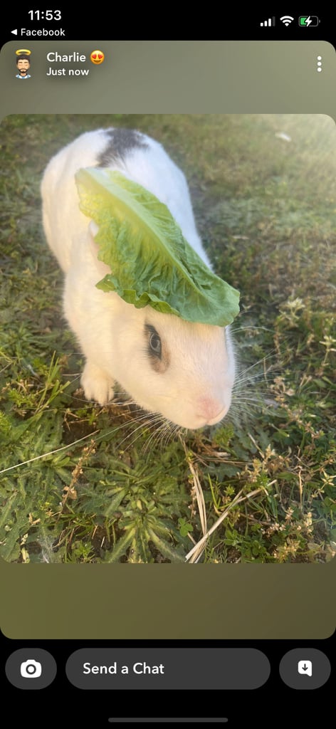 2 year old rabbit for sale 