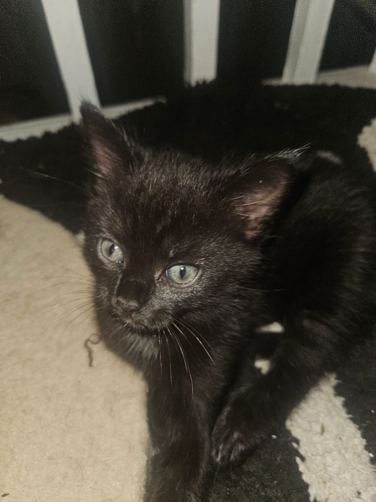 Black kittens for sale 