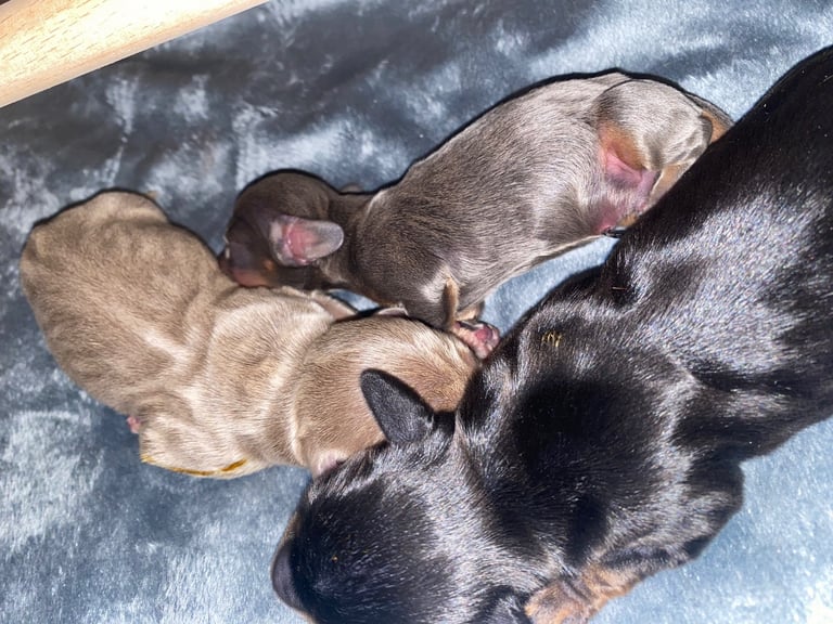 3 male miniature dachshunds