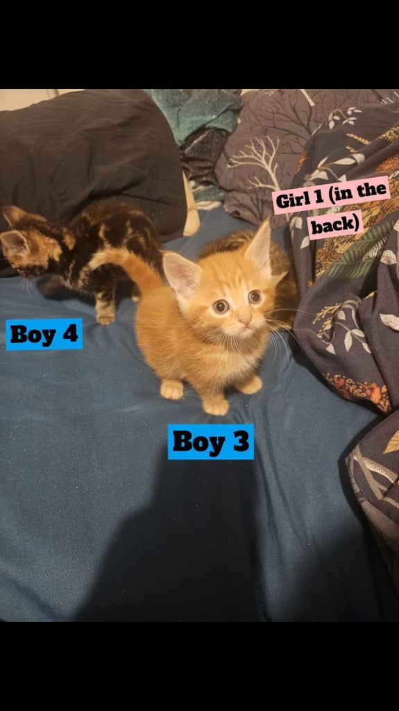 X5 Maine coon x Norwegian forest 