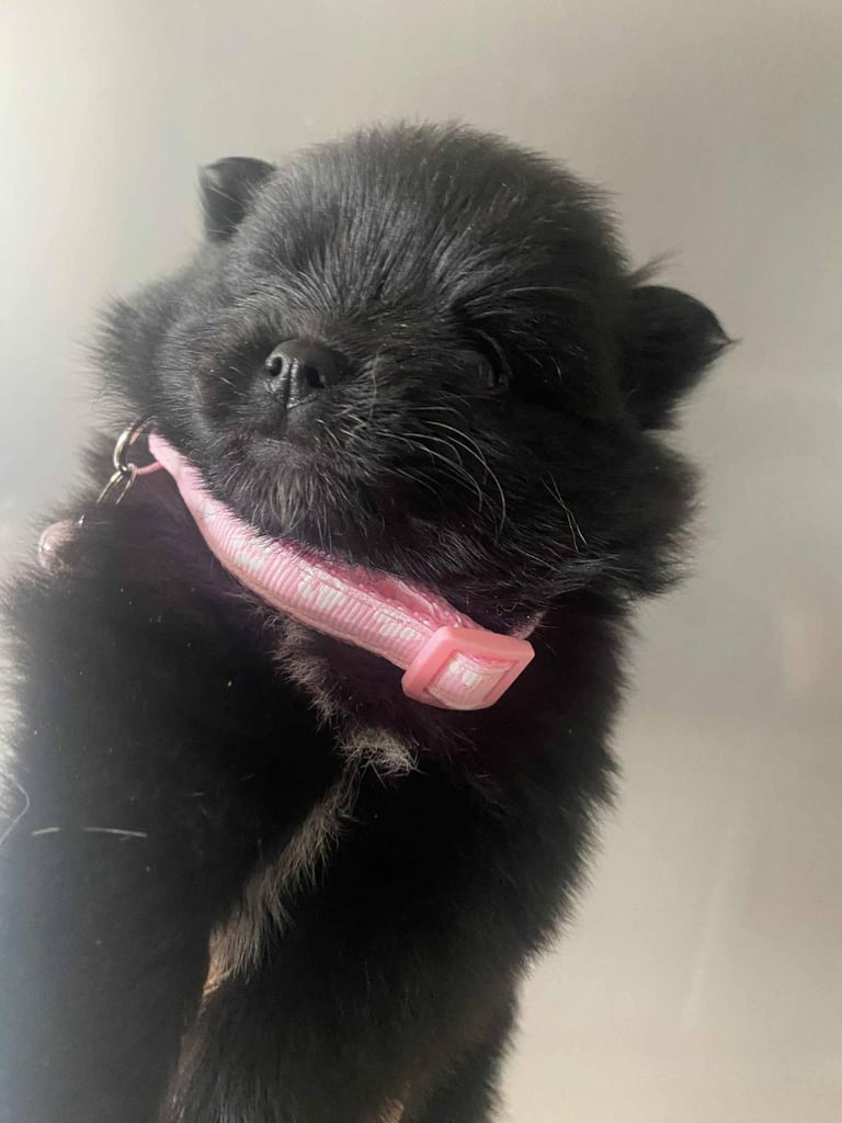 Pomeranian puppies 