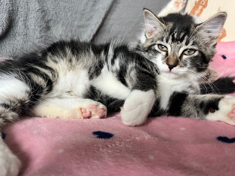 Maine coon cross kittens